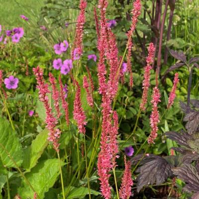 Persicaria amplexicaulis 'Flamingo Feathers'